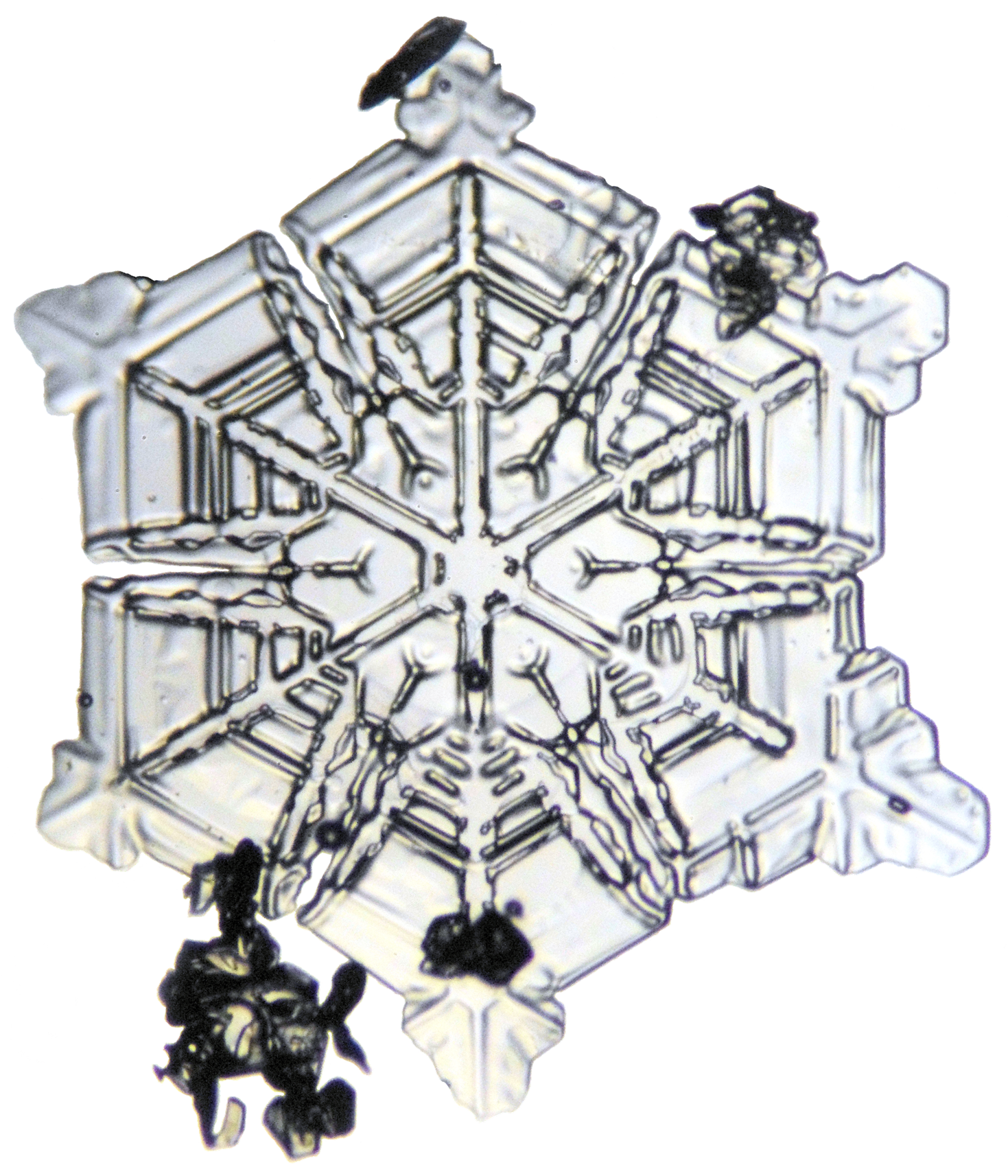 Branches in sector form