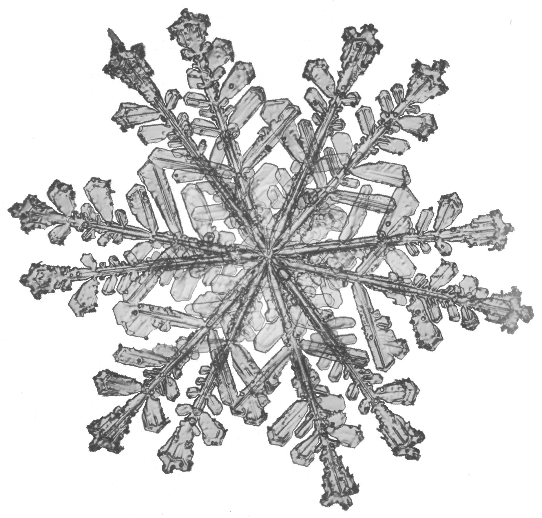 Crystal with twelve fernlike branches Crystal with twelve fernlike branches