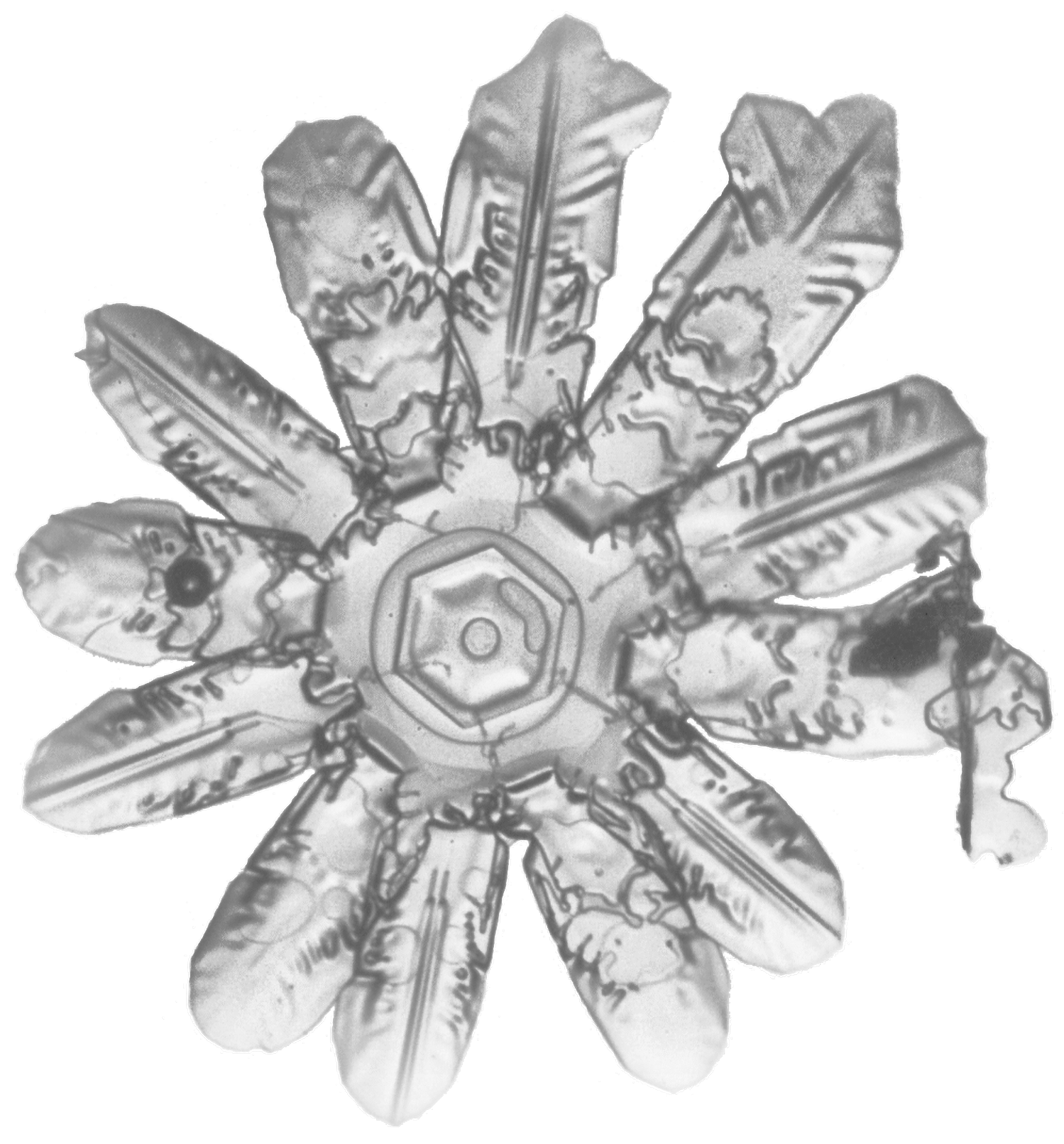 Crystal with twelve broad branches Crystal with twelve broad branches