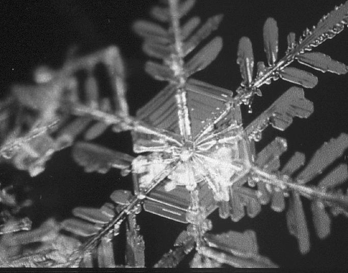 角板付樹枝（大雪山三国峠付近）