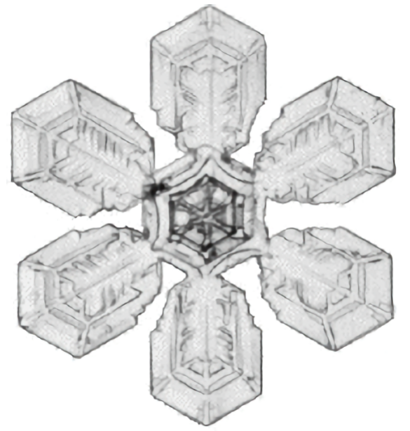 Branches in sector form Branches in sector form