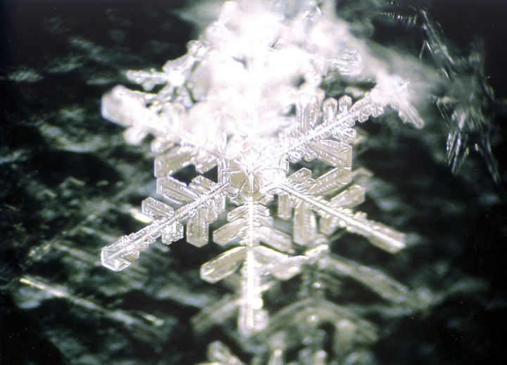 反射光で観察した雪結晶