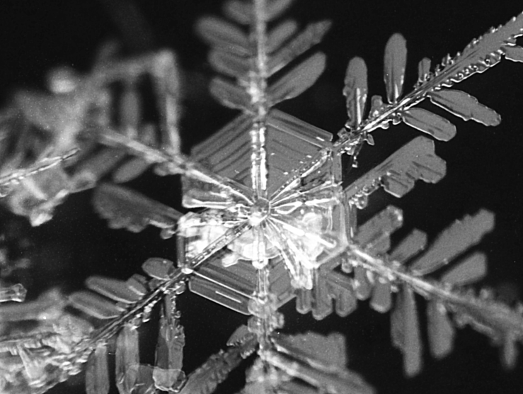 角板付樹枝(大雪山三国峠付近)