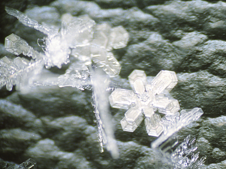 はっきりとした二重板構造の広幅六花