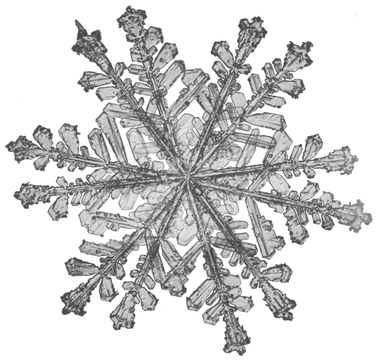 羊歯状十二花 羊歯状十二花