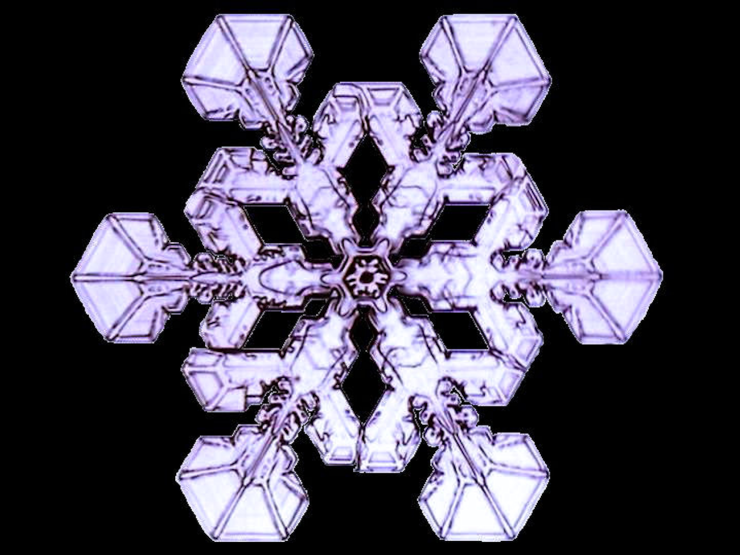 縁取り法を施した画像(扇付樹枝)