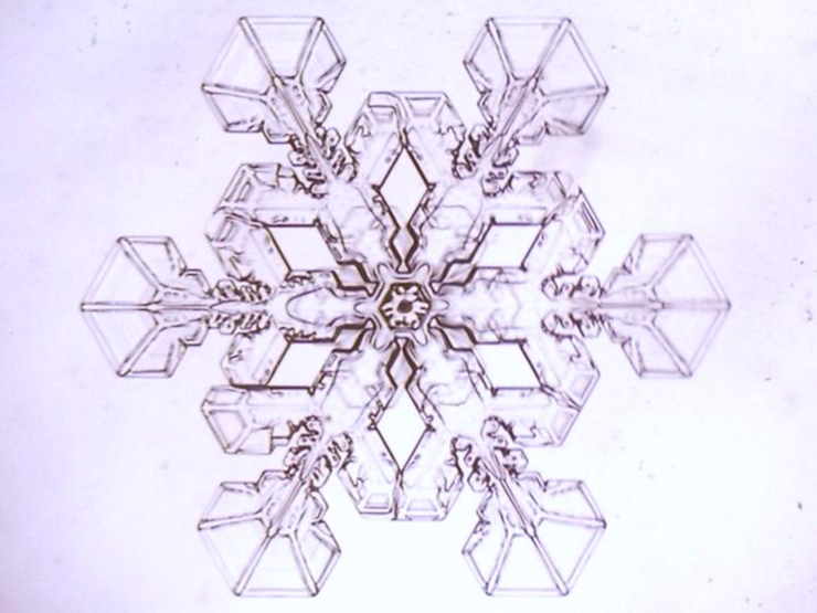 透過光で観察した扇付樹枝