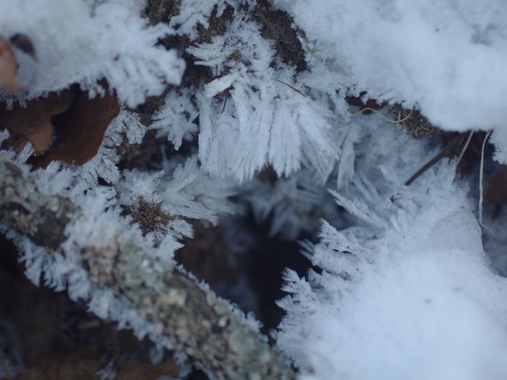 羽毛状の霜