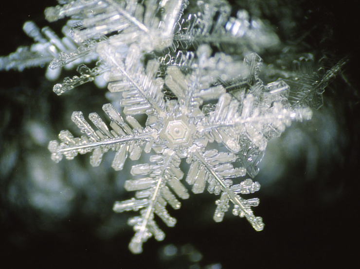 反射光で観察した雪結晶