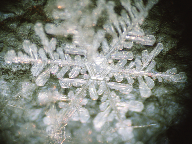 中心付近に骸晶構造が見られる羊歯状結晶